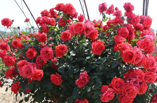花卉出花蕾后可以施肥吗