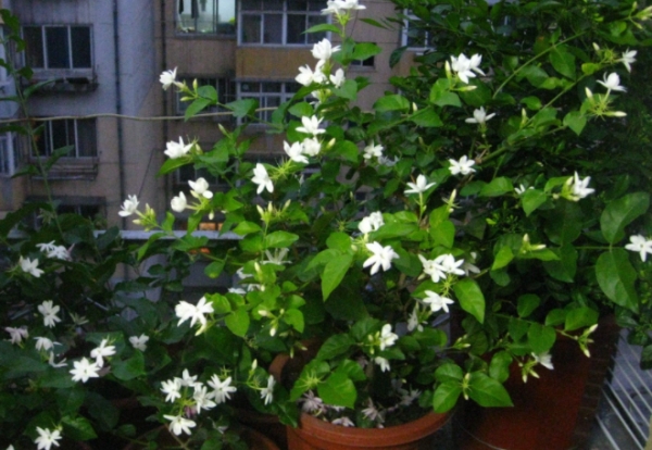 花卉
