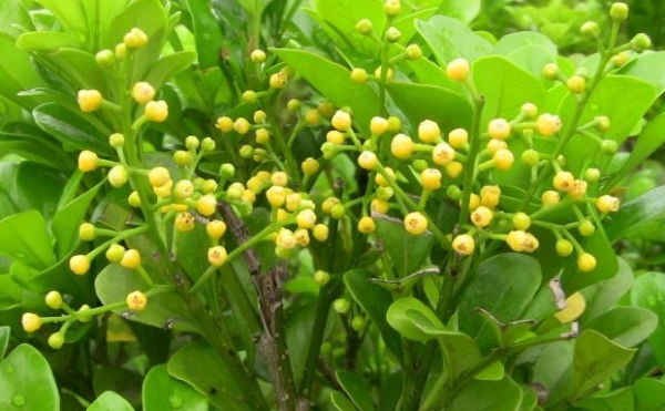 花卉