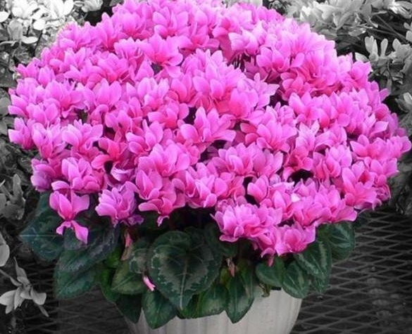 花卉