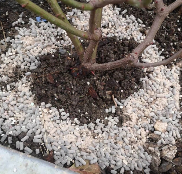 月季花苞期施什么肥