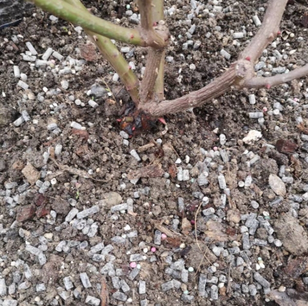 月季有个别花苞了该施什么肥？别急着促花，不然开花更少！
