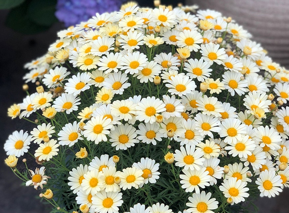 玛格丽特度夏天怎么养护