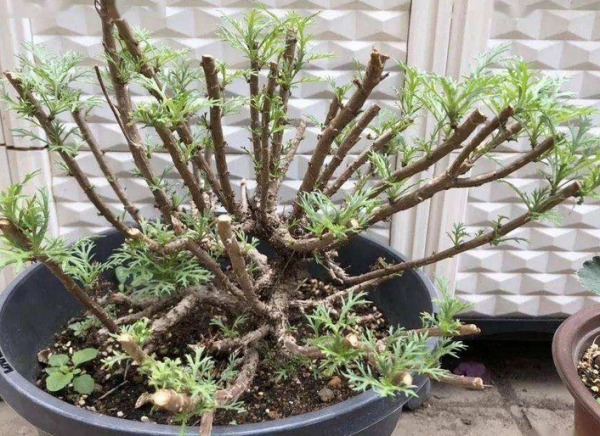 玛格丽特度夏天怎么养护