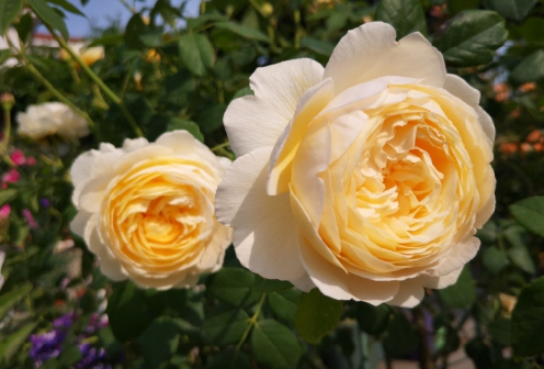 早春月季花盲芽该如何处理