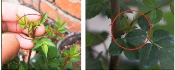 早春月季花盲芽该如何处理
