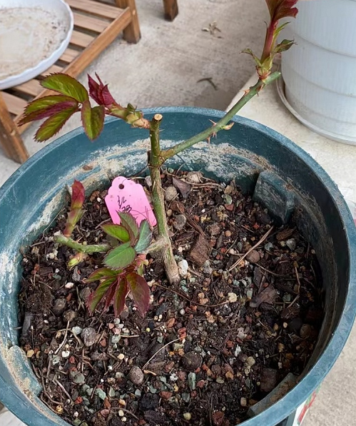 早春月季花盲芽该如何处理