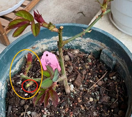 早春月季花盲芽该如何处理