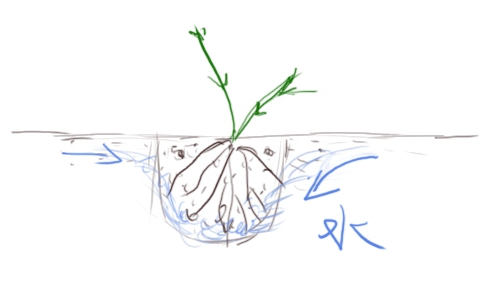 新买铁线莲小苗地栽方法