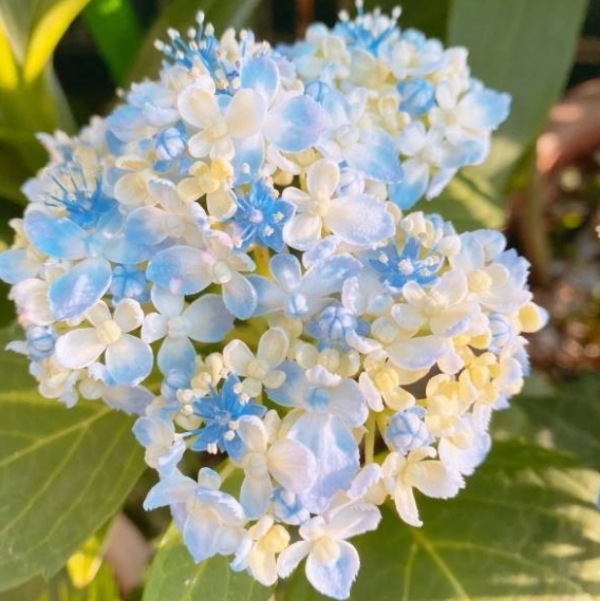 绣球花如何调色