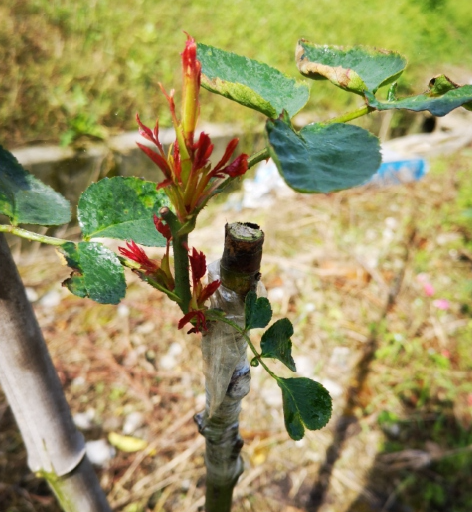 春天月季花什么时候打顶掐尖合适？