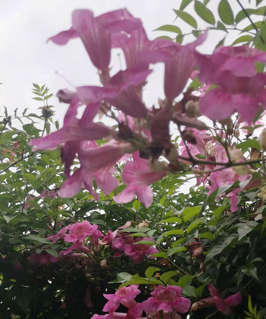 春天粉色非洲凌霄为什么容易黄叶