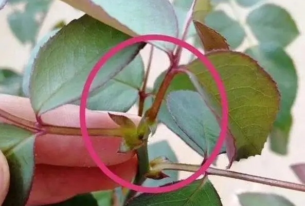 月季盲芽的原因