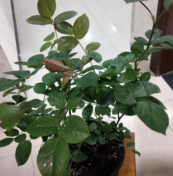 月季盲芽的原因