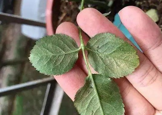 月季盲芽的原因