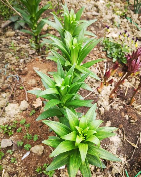 百合花的春季种植方法和管理