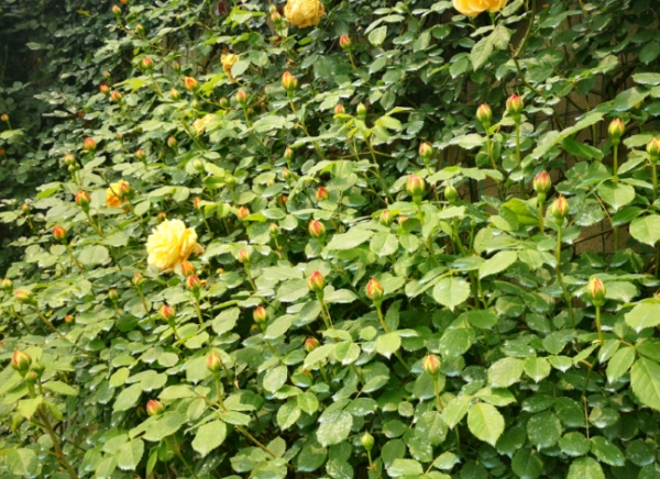 月季茎蜂防治方法