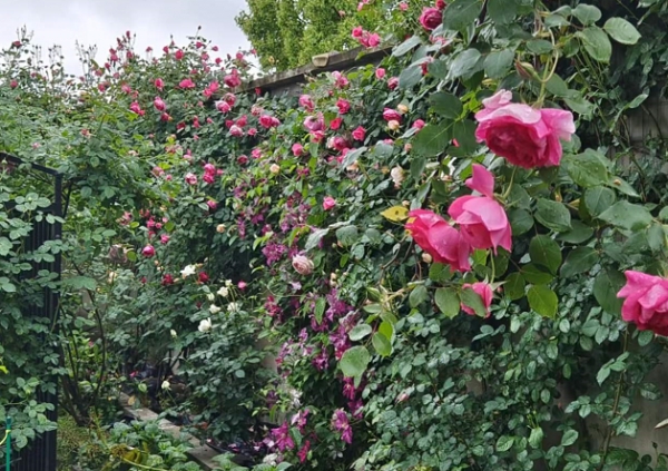 雨季来临该如何保护月季花？两大方向，6个方法，护花保苗