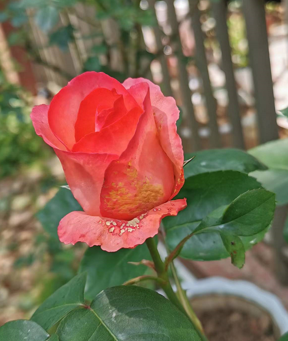 月季淋雨后半开的花苞打不开(月季灰霉病怎么治疗)