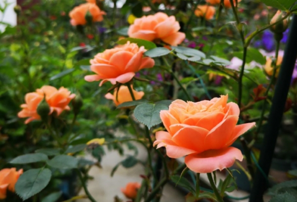 月季花后如何修剪残花(月季花凋谢后怎样修剪)