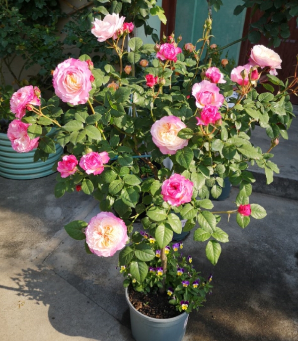 月季花后如何修剪残花(月季花凋谢后怎样修剪)