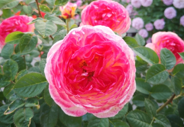 月季花后如何修剪残花(月季花凋谢后怎样修剪)