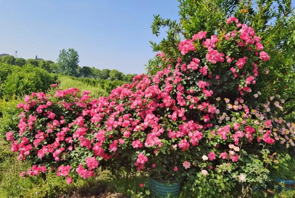 月季花期该如何浇水？为什么有的花朵才开一两天就焦枯了？