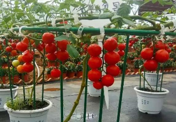 小番茄种植方法和注意事项(盆栽地栽小番茄怎么种)