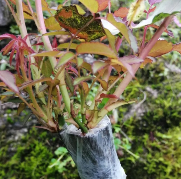 月季嫁接苗好还是扦插苗好？