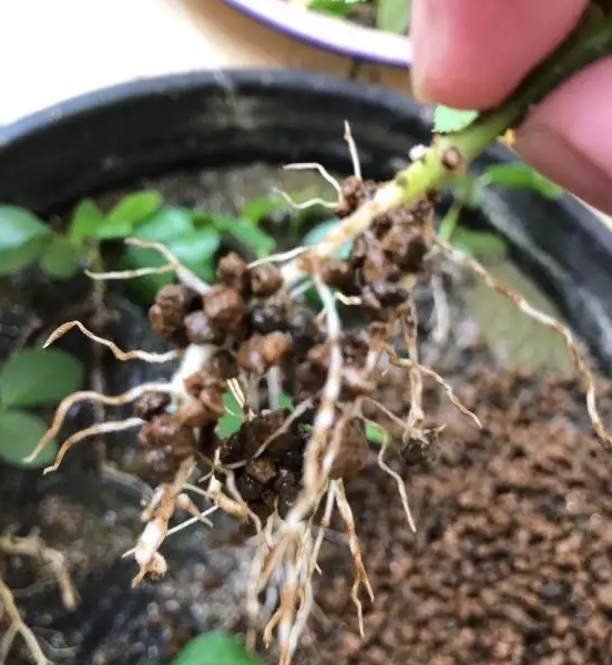 月季嫁接苗好还是扦插苗好？