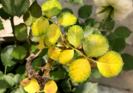 初夏月季黄叶常见原因与应对方法
