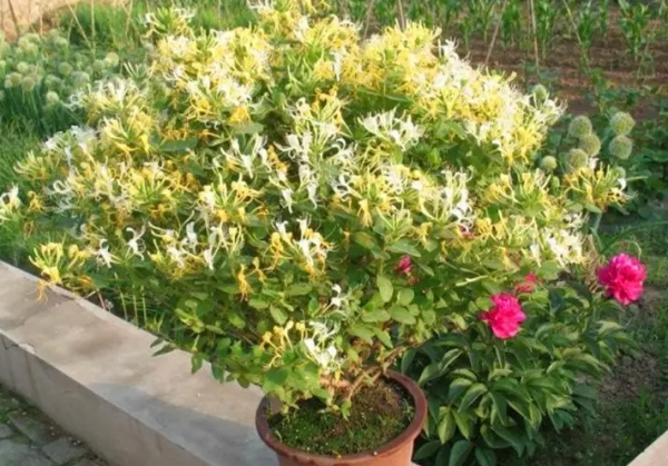 金银花的养殖方法和注意事项(盆栽金银花种植技术)