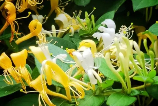 金银花的养殖方法和注意事项(盆栽金银花种植技术)