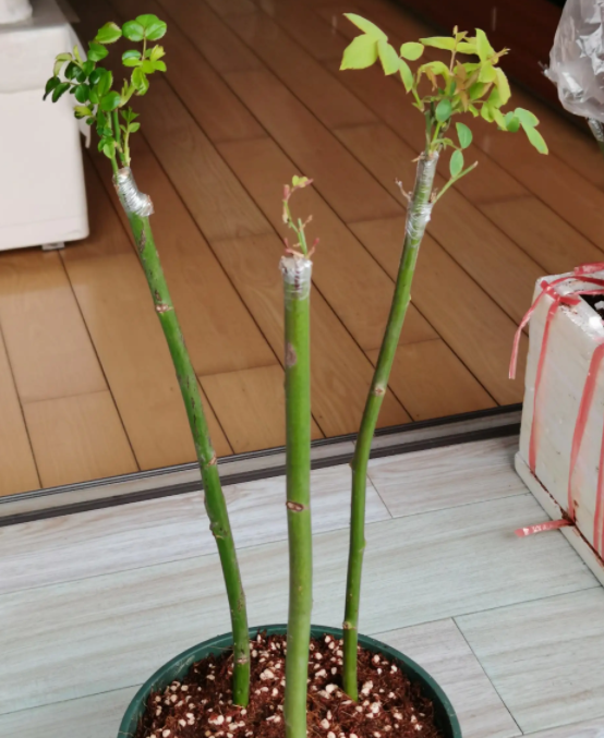 棒棒糖月季的养殖方法和注意事项