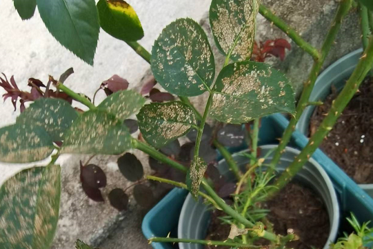 月季夏季病虫害防治与用药
