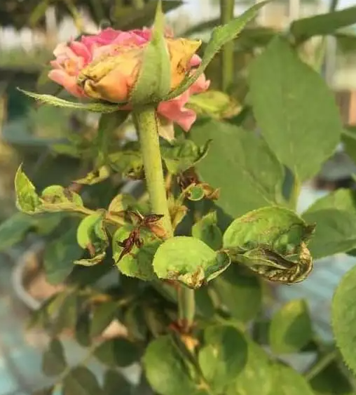 月季夏季病虫害防治与用药