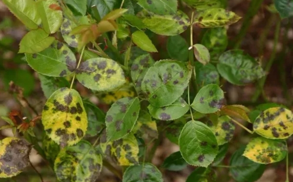 月季夏季病虫害防治与用药