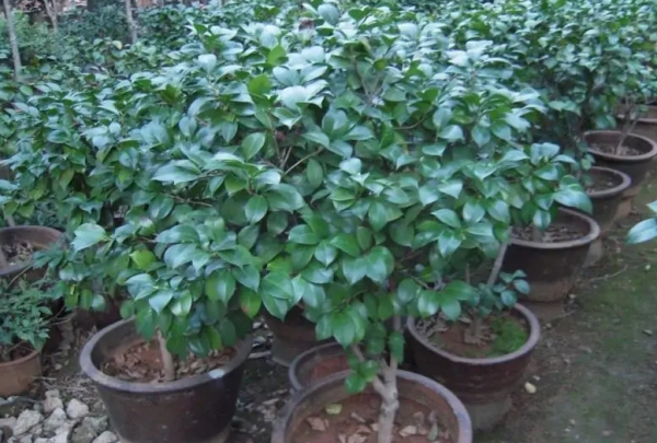 茶花的养殖方法和注意事项(教你茶花怎么养才能开花更旺盛)