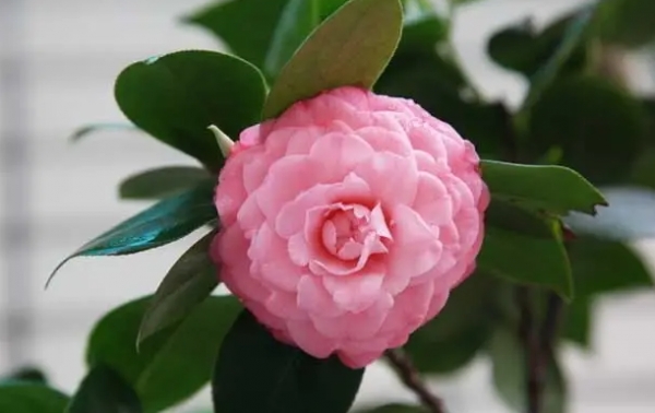 茶花的养殖方法和注意事项(教你茶花怎么养才能开花更旺盛)
