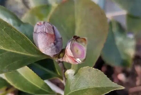茶花的养殖方法和注意事项(教你茶花怎么养才能开花更旺盛)