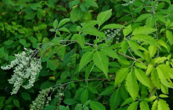 牡荆