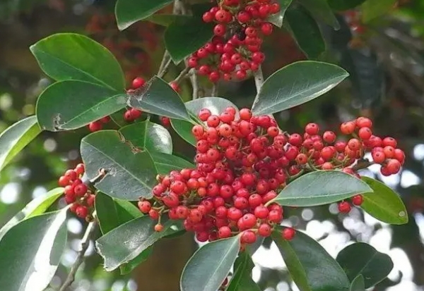 铁冬青-介绍铁冬青植物病虫害防治分布区域及功效作用