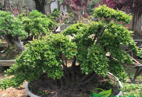 雀梅-介绍雀梅植物病虫害防治分布区域及功效作用