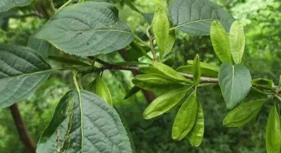 杜仲树-介绍杜仲树的功效与作用及植物价格特征与生长环境