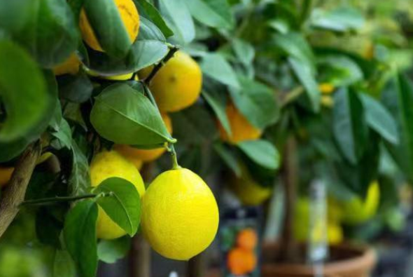 盆栽柠檬树的养殖方法和注意事项(盆栽柠檬树怎么养才能结果)