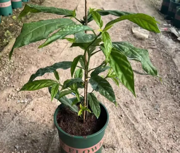 垂丝茉莉的养殖方法和注意事项(垂丝茉莉怎么养才会开花)