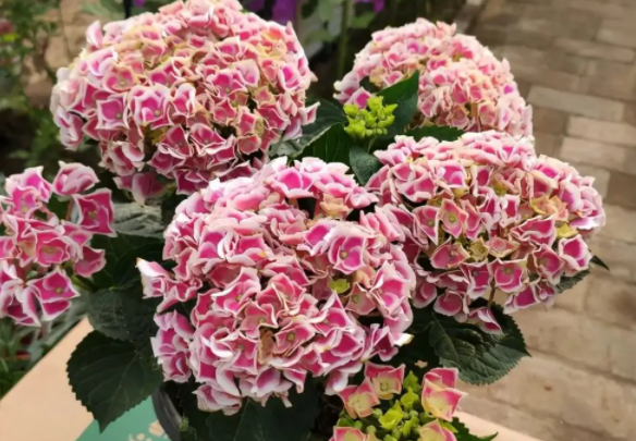 绣球黄叶是怎么回事(绣球花8月怎么修剪)