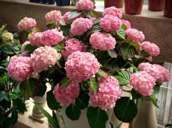 绣球黄叶是怎么回事(绣球花8月怎么修剪)