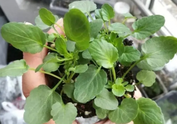 角堇的种植方法和注意事项(角堇怎么养护才能爆盆)