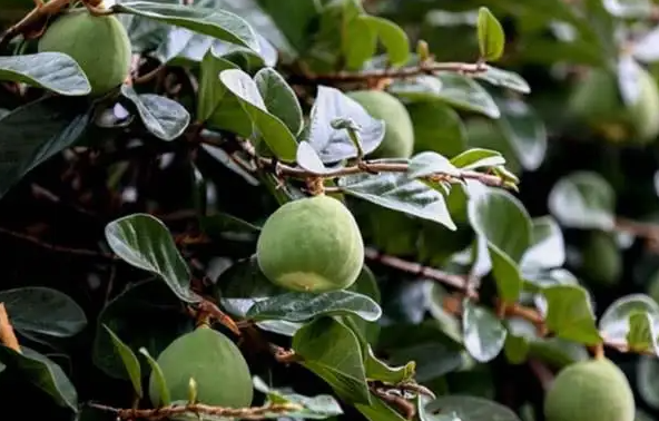 秤砣树-介绍秤砣树植物病虫害防治分布区域及功效作用